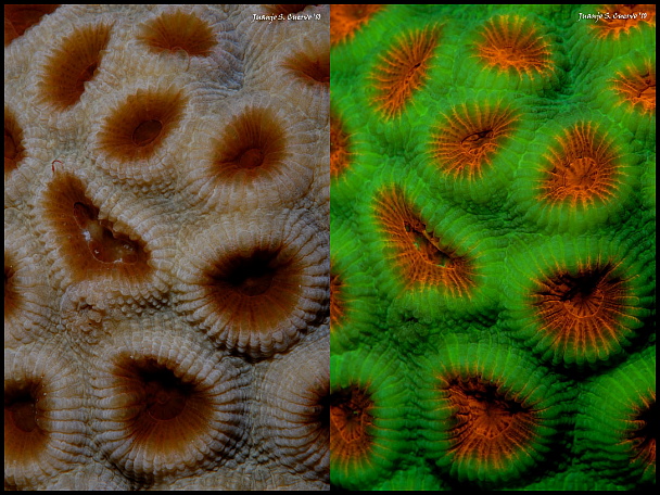 fluorescencia submarina fotografia filtros foco luz ultravioleta productos fotosub